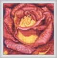 The Red rose by RTO - C069