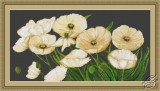 White Poppies by Luca-S - B274