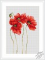 Poppies by Luca-S - B2224
