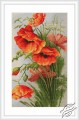 Poppies by Luca-S - B213