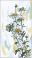Gentle Daisies by RTO - M261