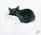 Among Black Cats II by RTO - M668