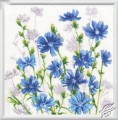 Chicory Blossoms by RTO - CU059